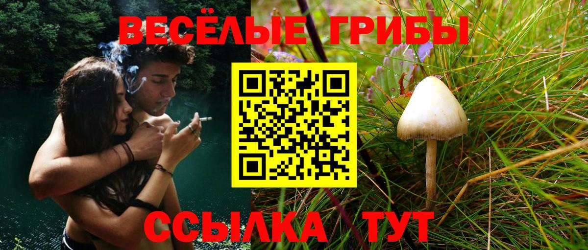 Галлюциногенные грибы GOLDEN TEACHER  Вход с VPN  Богданович 